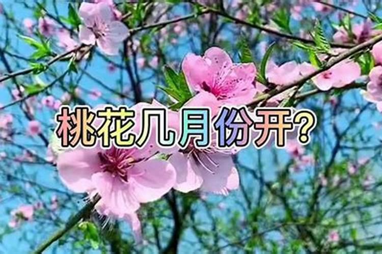 4月桃花运