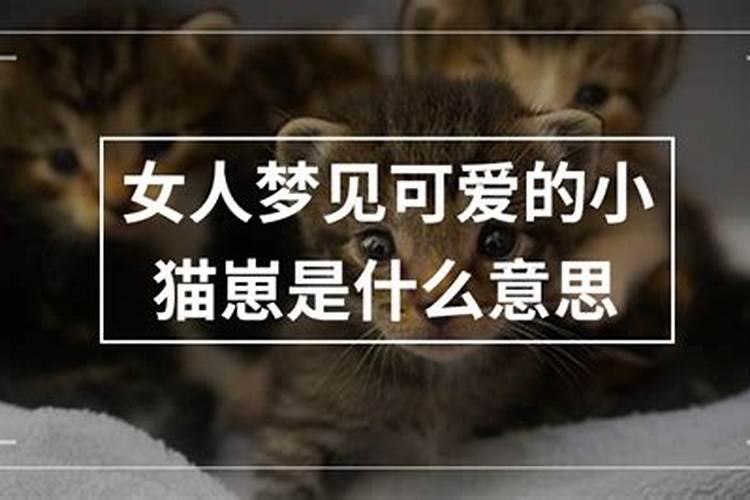 女人梦见一窝小猫崽