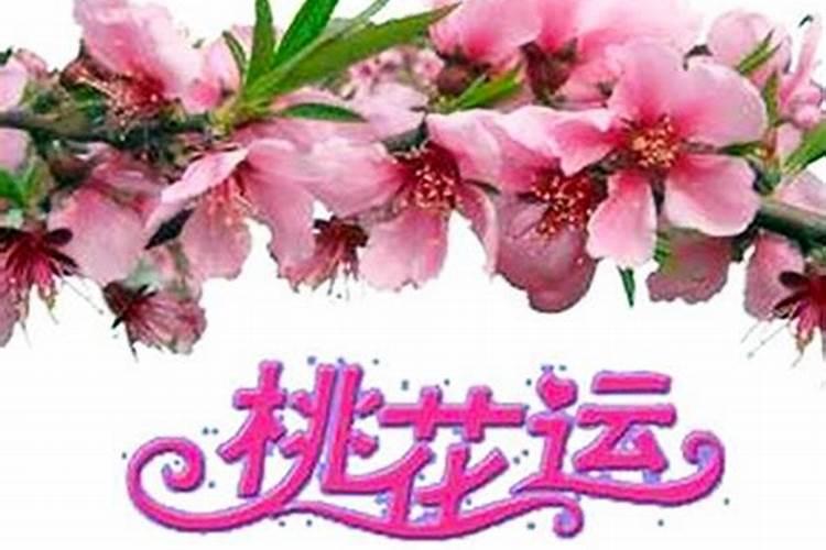 桃花旺财运吗