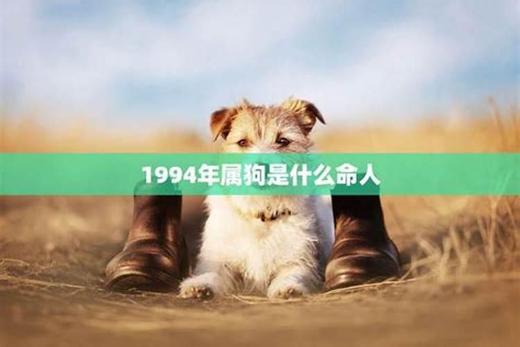 1994年属狗的是什么命