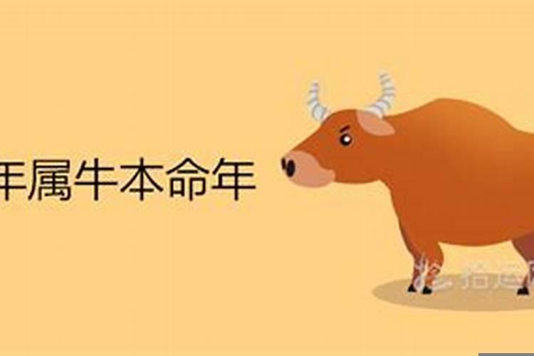 2021本命年牛年要注意什么