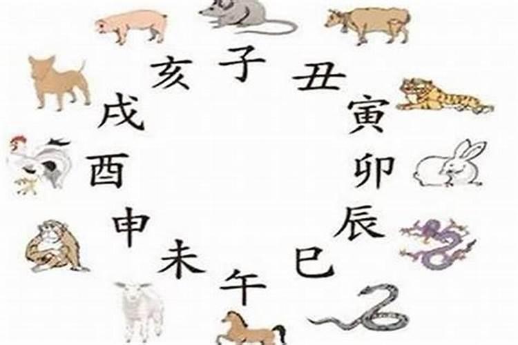 属猪属蛇八字合吗