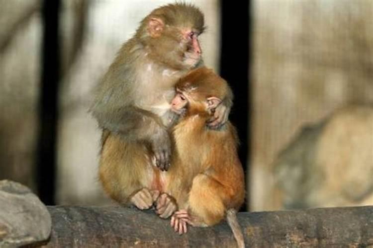 鼠与猴的婚配之谜：八字命理解析