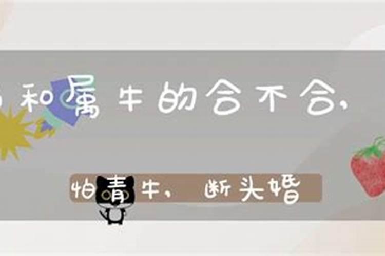 属马和属牛的八字合吗