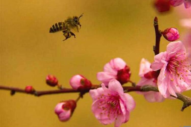 什么样才能招桃花运呢